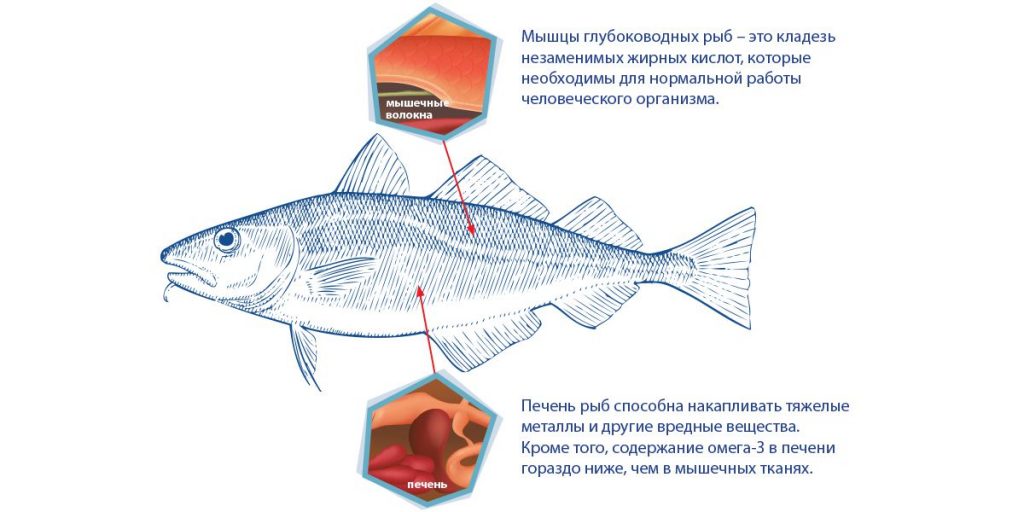 В мышцах рыбы большое содержание жирных кислот
